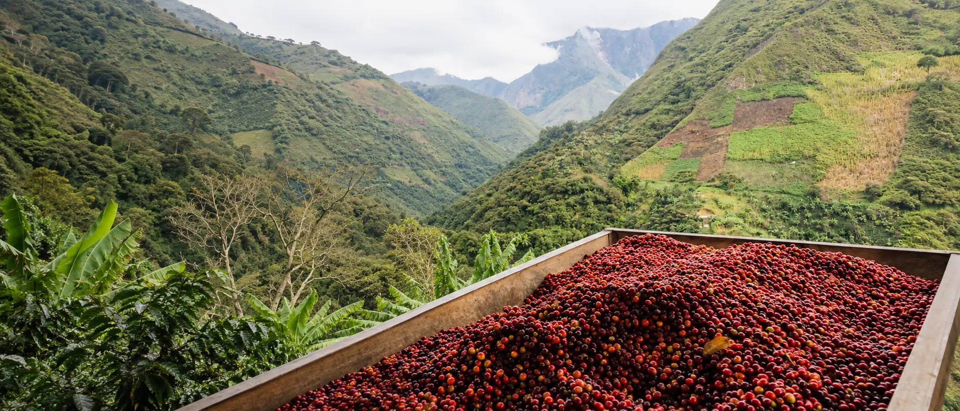 Cerezas de café recién cosechadas frente al valle de la finca en el Huila